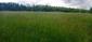 trasochvost biely (28.5.2023)