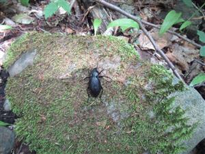 TMP Carabus coriaceus