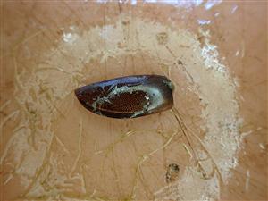 TML, krovka Graphoderus bilineatus