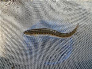 Cobitis taenia (elongatoides)