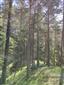 Reliktné vápnomilné borovicové a smrekovcové lesy (19.6.2023)