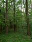 Lužné dubovo-brestovo-jaseňové lesy okolo nížinných riek (6.5.2022)