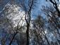 Lužné dubovo-brestovo-jaseňové lesy okolo nížinných riek (17.4.2023)