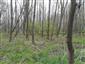 Lužné dubovo-brestovo-jaseňové lesy okolo nížinných riek (19.4.2023)