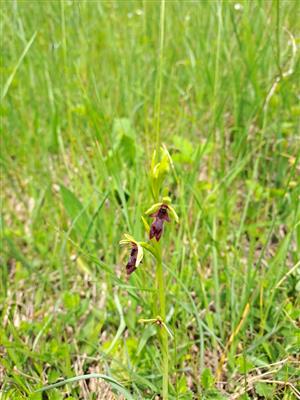 Pohľad na Ophrys insectifera