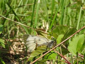 Parnassius mnemosyne na TML_ParnMnem_020