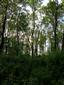 Lužné dubovo-brestovo-jaseňové lesy okolo nížinných riek (16.5.2022)