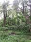 Lužné dubovo-brestovo-jaseňové lesy okolo nížinných riek (17.5.2022)