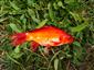 Carassius auratus