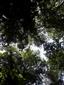 Lužné vŕbovo-topoľové a jelšové lesy (28.6.2022)