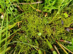 Hamatocaulis vernicosus