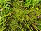 Hamatocaulis vernicosus