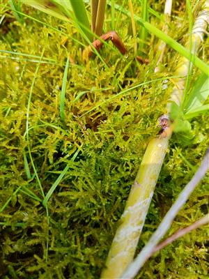 Hamatocaulis vernicosus