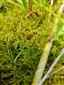 Hamatocaulis vernicosus