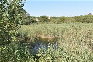 Pohľad na okolité porasty s dominujúcim druhom Phragmites australis. 
