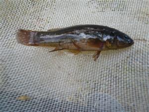 Umbra krameri