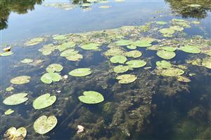 Pohľad na porasty s Nuphar lutea a Ceratophyllum demersum.