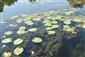 Pohľad na porasty s Nuphar lutea a Ceratophyllum demersum.
