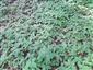 Impatiens parviflora