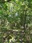 Teplomilné panónske dubové lesy (1.6.2022)