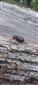 Oryctes nasicornis