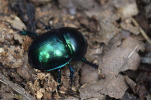 Geotrupes sp.
