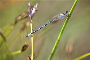 Coenagrion ornatum samec.