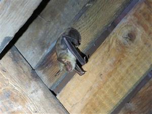 Myotis myotis