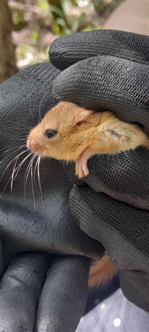 dospelá samica plcha lieskového