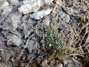 Mannia triandra na TMP13