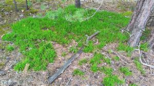 Calluna vulgaris