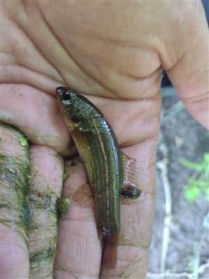 blatniak tmavý (Umbra krameri)