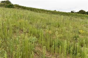 Ruderalizácia po odstránení vrchnej vrstvy pôdy