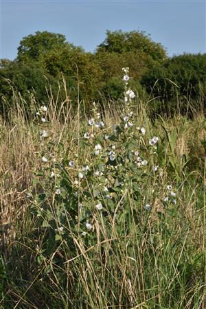 Althaea officinalis