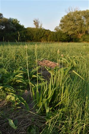 Plantago altissima