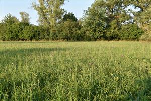 Porast s dominanciou Cirsium canum