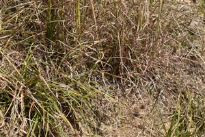 Porast Carex liparocarpos