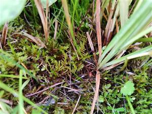 Hamatocaulis vernicosus