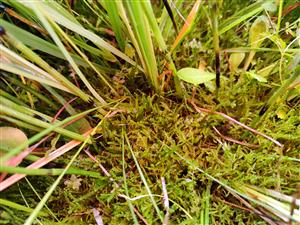 Hamatocaulis vernicosus