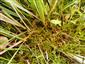 Hamatocaulis vernicosus