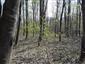 Lužné dubovo-brestovo-jaseňové lesy okolo nížinných riek (20.4.2023)