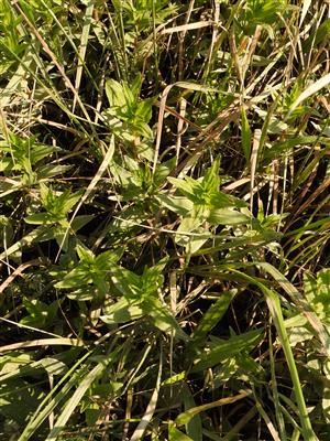 Gratiola officinalis.