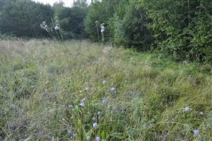 Nekosený porast blížiaci sa Molinionu biotopu Lk4 s druhmi Succisa pratensis, Betonica officinalis, Selinum carvifolia. Chýba Molinia, prevažuje Deschampsia caespitosa.