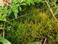 Hamatocaulis vernicosus na TMP