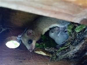 Hniezdo Glis glis