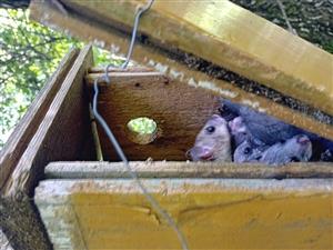 Hniezdo Glis glis