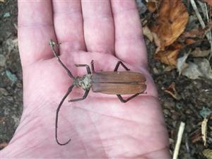 Aegosoma scabricorne