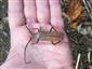 Aegosoma scabricorne