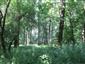 Lužné dubovo-brestovo-jaseňové lesy okolo nížinných riek (27.8.2013)