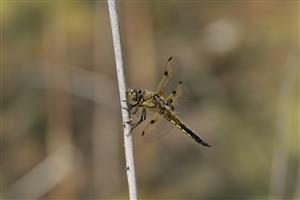 Libellula quadrimaculata